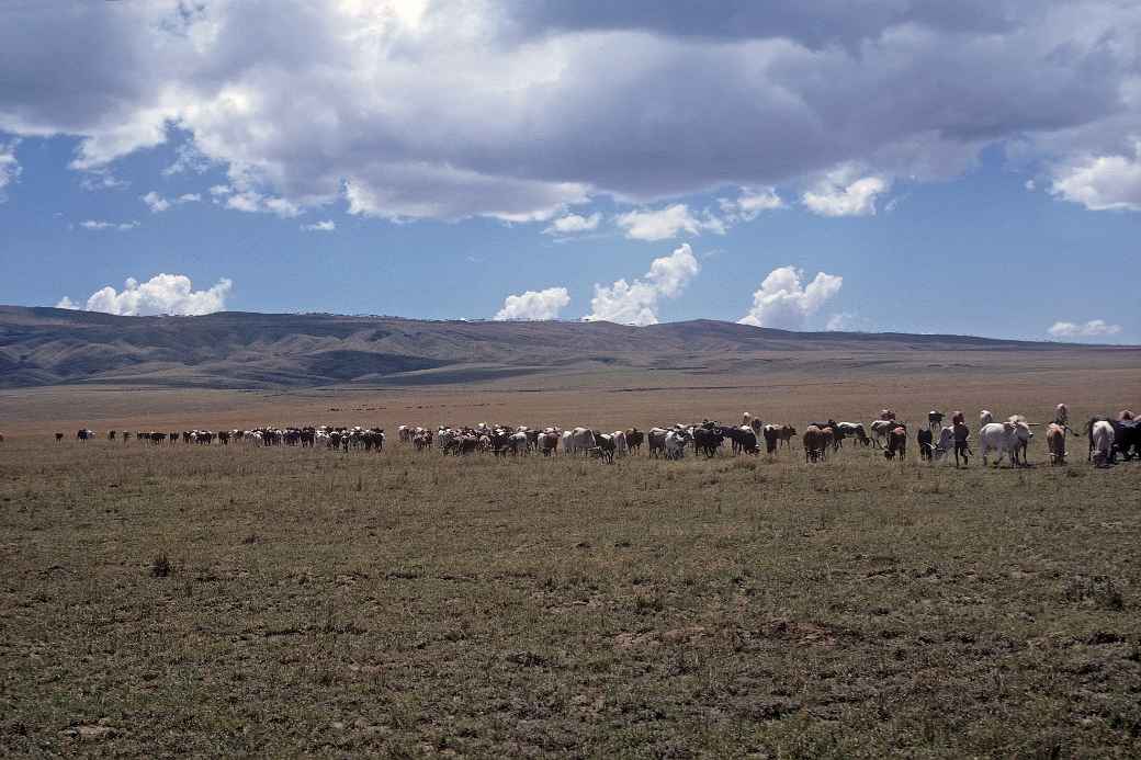 Cattle near Narok