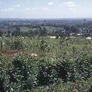 Landscape near Limuru