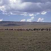 Cattle near Narok