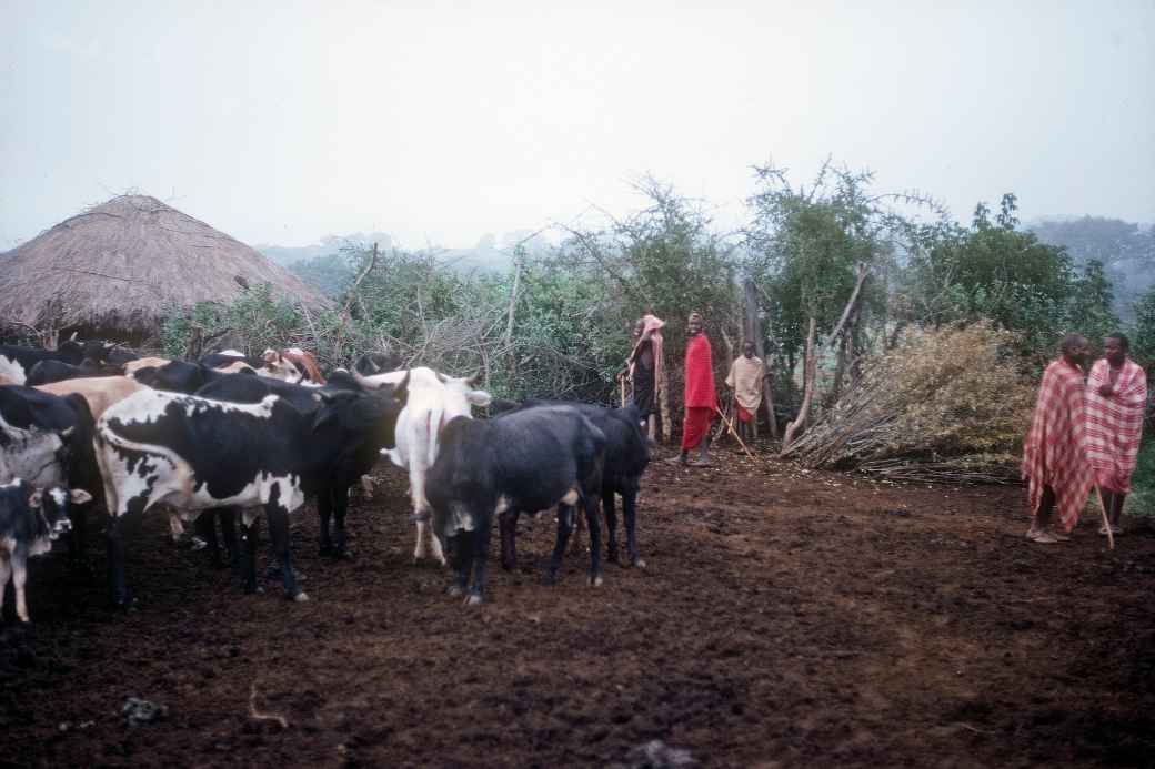 Cattle in the boma