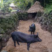 Jeju black pigs