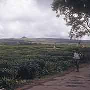Tea plantation near Bois Cheri