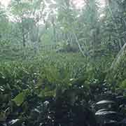 Taro plantation, Nomwin island