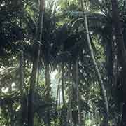 High coconut palms, Woleai