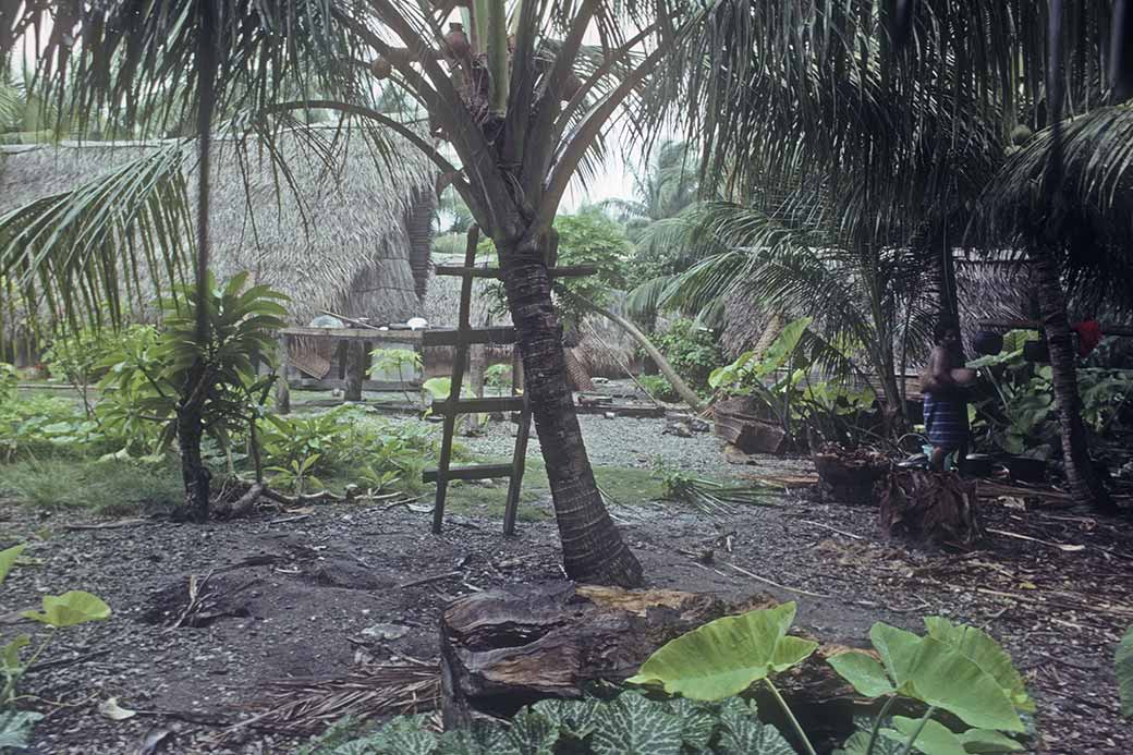 Palm tree with ladder, Lamotrek