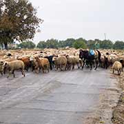 Herder with sheep, Beşalma