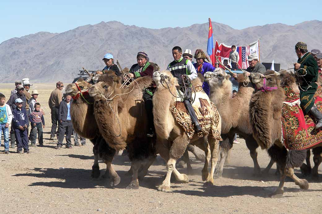 Start camel race