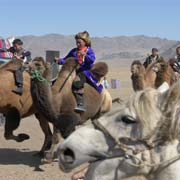 Camel race finish