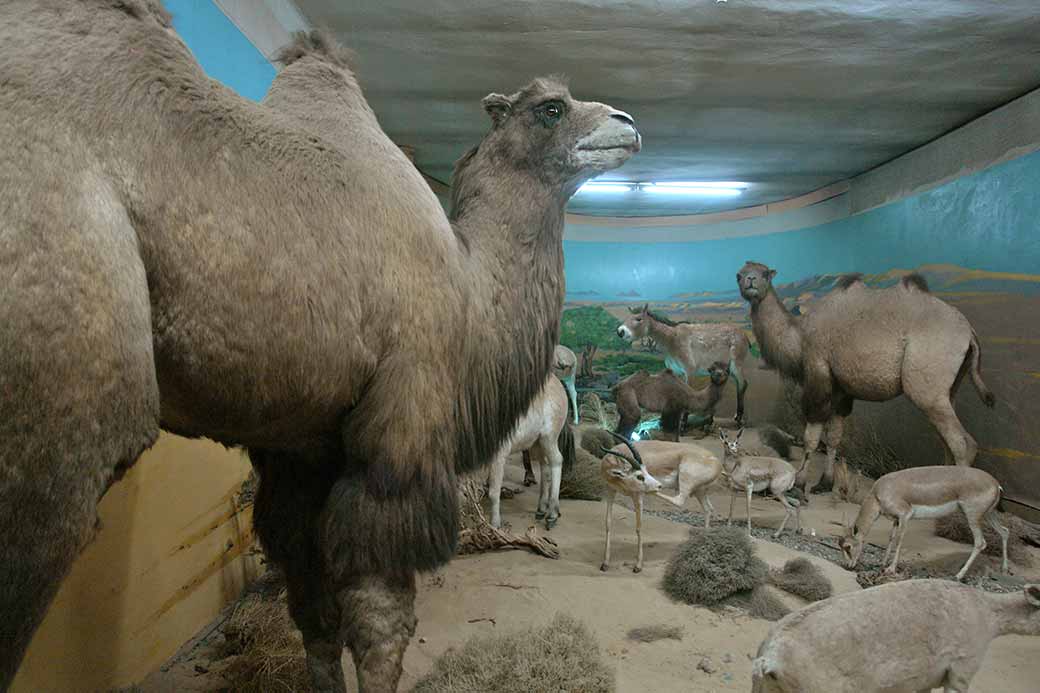 Gobi wildlife display