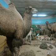 Gobi wildlife display