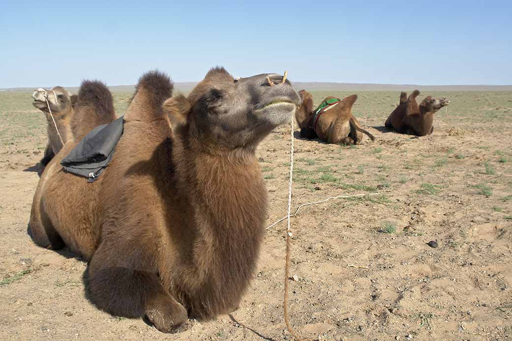 Camels for ride
