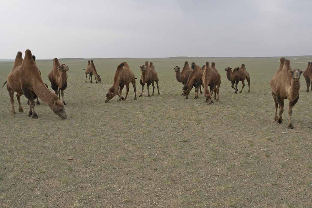 Camels of the Gobi