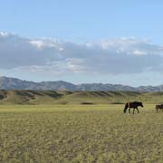 Horses on grasslands