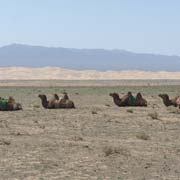 Camels waiting