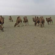 Camels of the Gobi