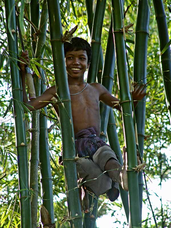 Boy in bamboo