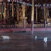 Monastery cats