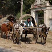 Ox carts in Mingun