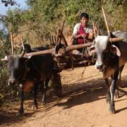 Ox cart near Kalaw