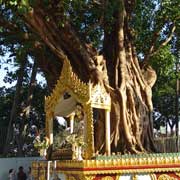 Sacred banyan tree