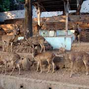 Deer, Yangon Zoo