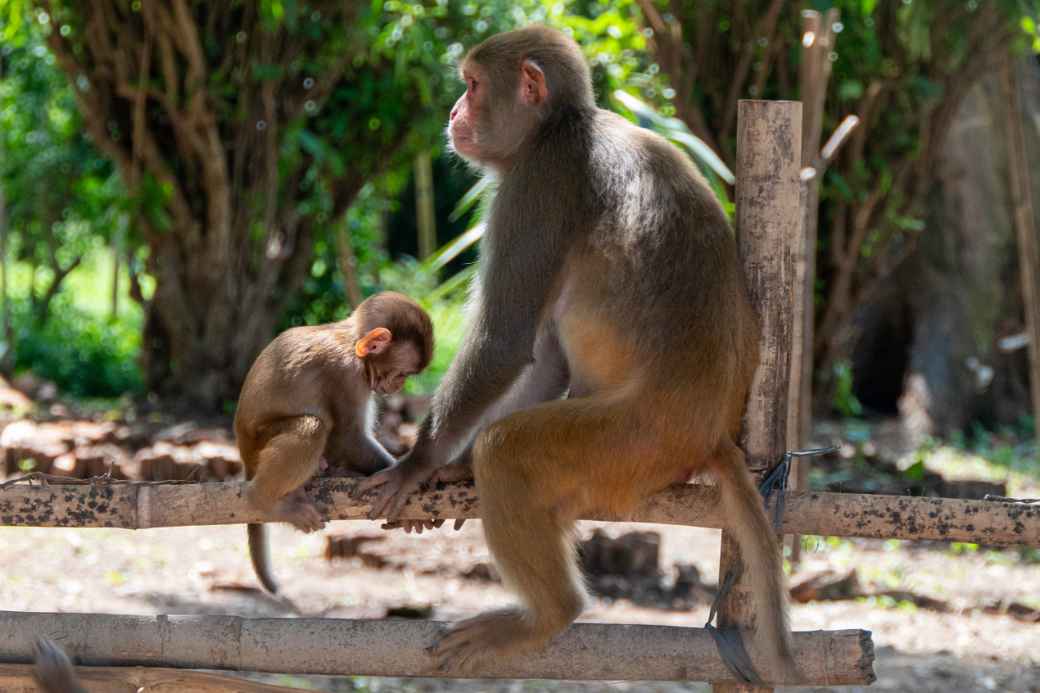 Macaque monkeys, Pashupatinath