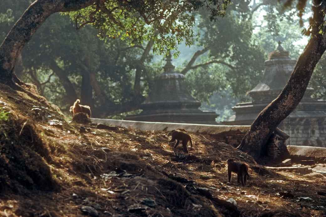 Monkeys, Pashupatinath Temple