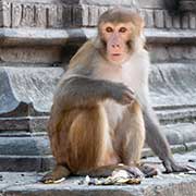 Macaque monkey, Pashupatinath