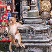 Monkey, Swayambunath