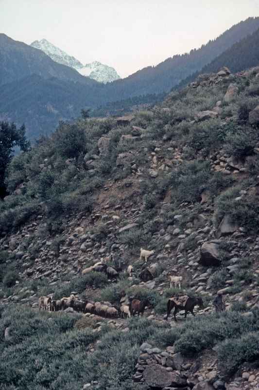 Man herding goats