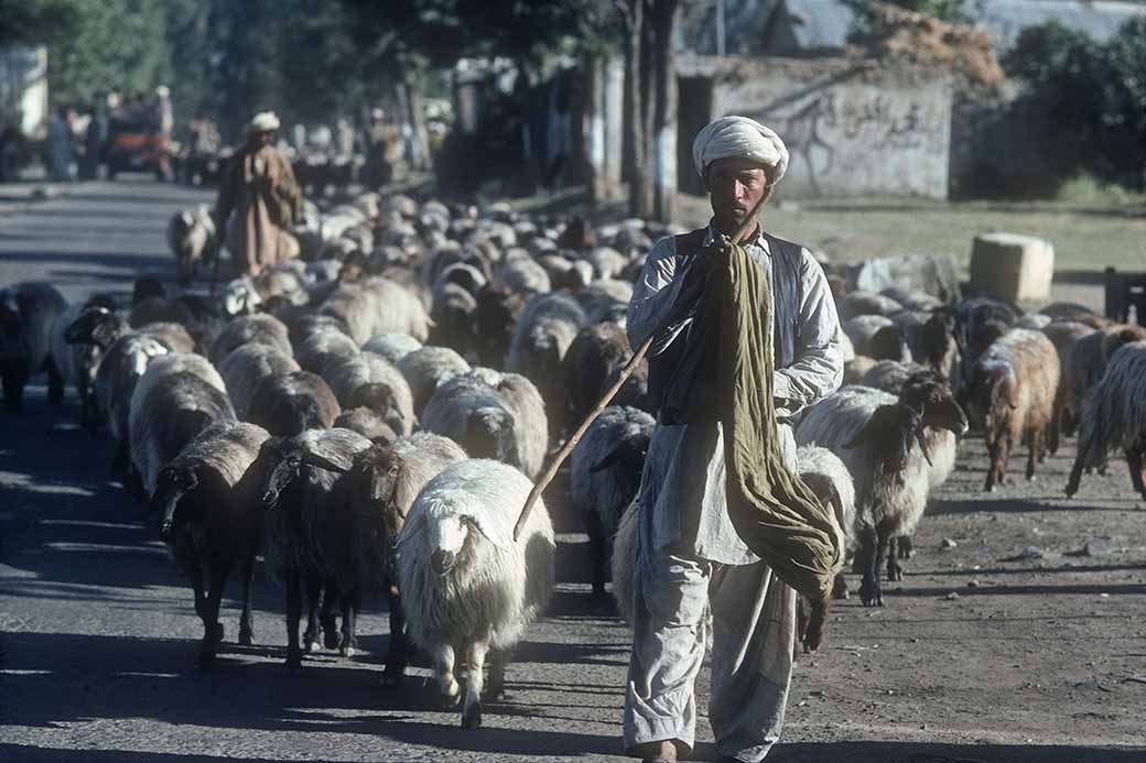 Sheep along the road