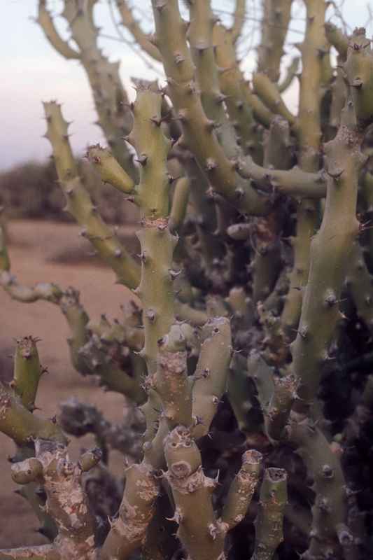 Cactus plants, semidesert