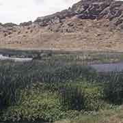 Nga'atu or totora reeds, Rano Raraku