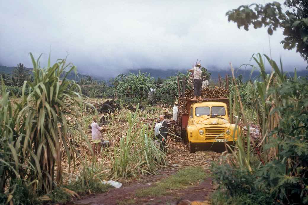 Loading sugar cane