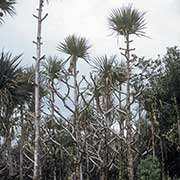 Palms at Bois Blanc