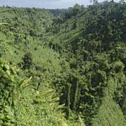 Jungle, Fuipisia Falls