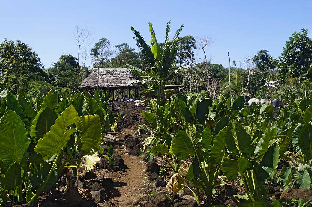 Taro plantation