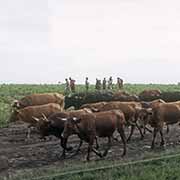 Mpondo farmers and cattle
