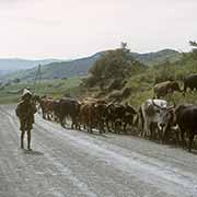 Herding cattle on the road