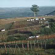 Xhosa farms