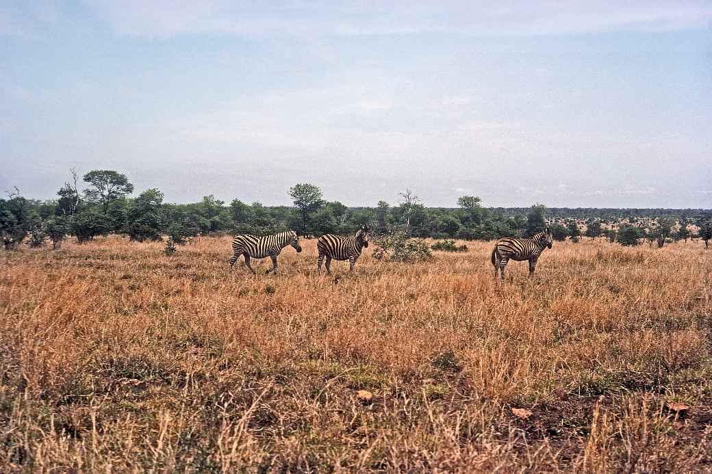 Zebras, Kruger National Park