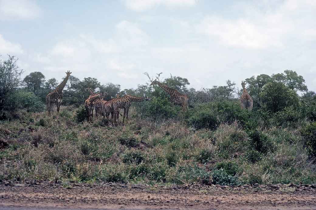 Giraffes, Kruger National Park