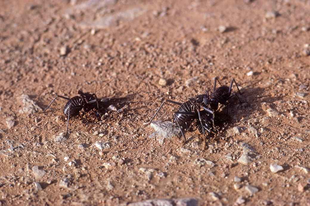 Cannibalist Desert Grasshoppers
