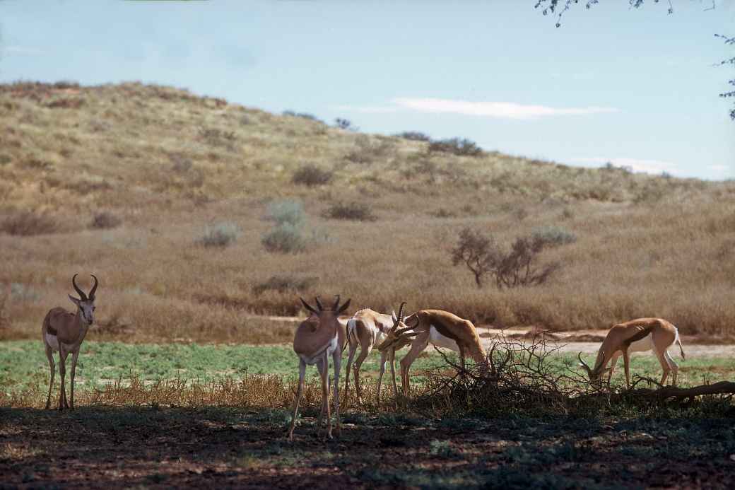Impala, Kalahari Gemsbok NP