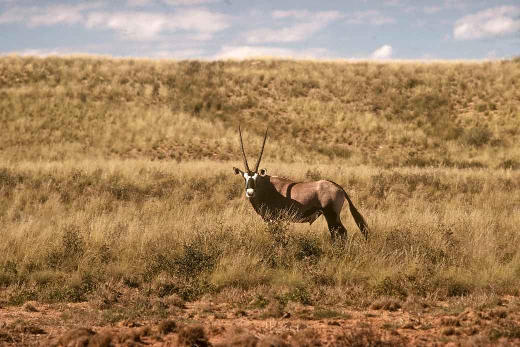 Gemsbok, Kalahari Gemsbok NP