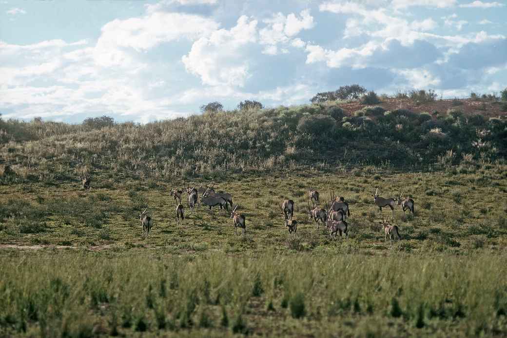 Impala and gemsbok, Kalahari Gemsbok NP