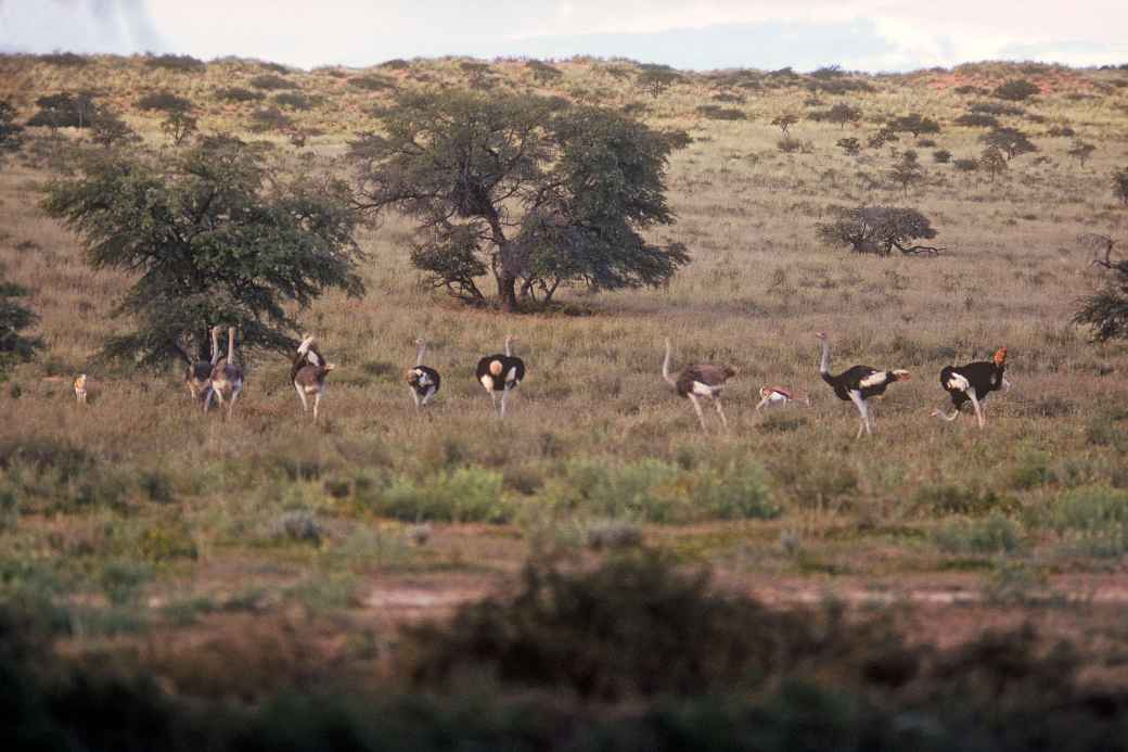 Ostriches, Kalahari Gemsbok NP
