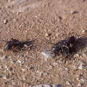 Cannibalist Desert Grasshoppers
