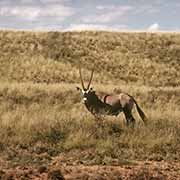 Gemsbok, Kalahari Gemsbok NP