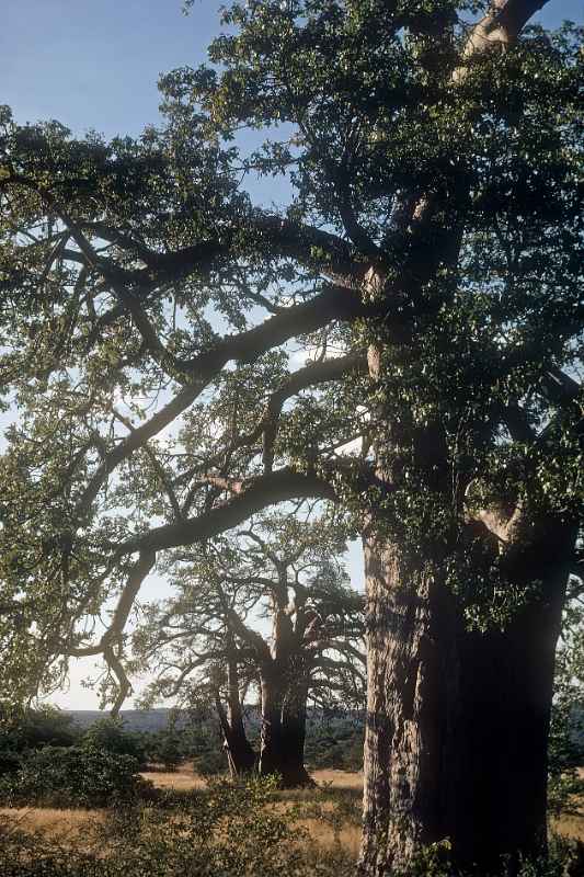 Baobab trees